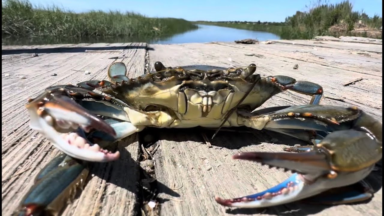 Crabbing - Linwood New Jersey