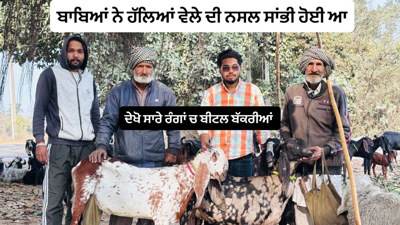 ਬਾਬਾ ਕਹਿੰਦਾ ਅੱਜ ਤੱਕ ਆਪਾਂ ਬੱਕਰੀ ਸ਼ੋਅ ਚ ਨਹੀਂ ਪਾਈ ਕਹਿੰਦਾ ਸ਼ੋਅ ਵਿੱਚ ਜਾ ਕੇ ਬੱਕਰੀ ਖਰਾਬ ਹੋ ਜਾਂਦੀ ਆ 👍