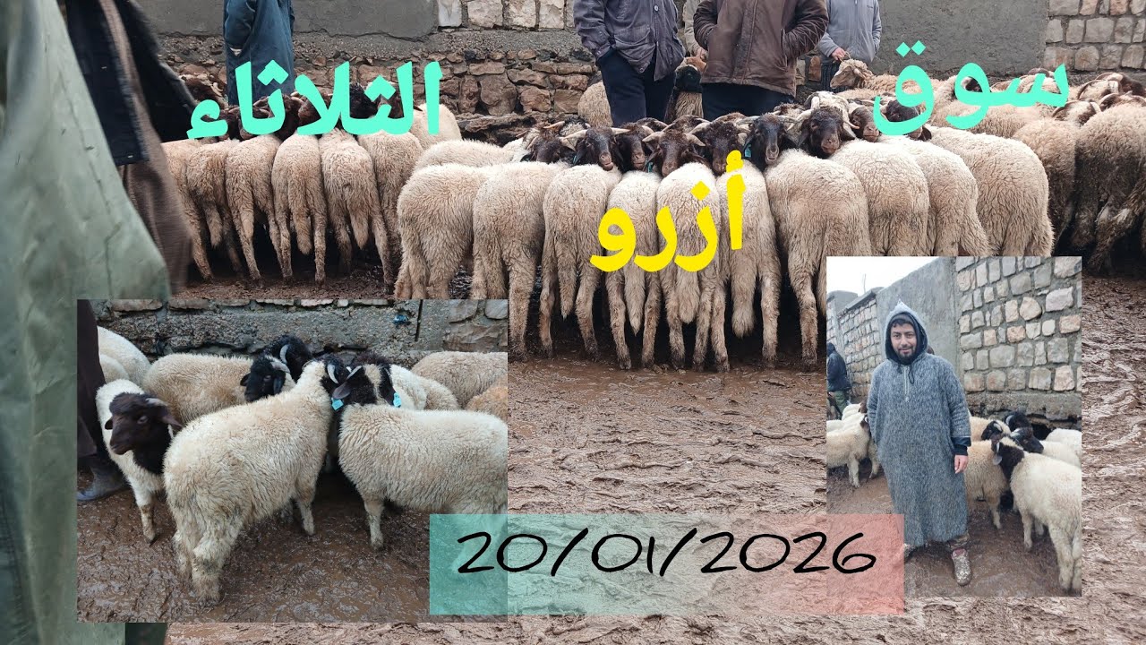 سوق الثلاثاء ازرو بتاريخ 20/01/2026#اكسبلور