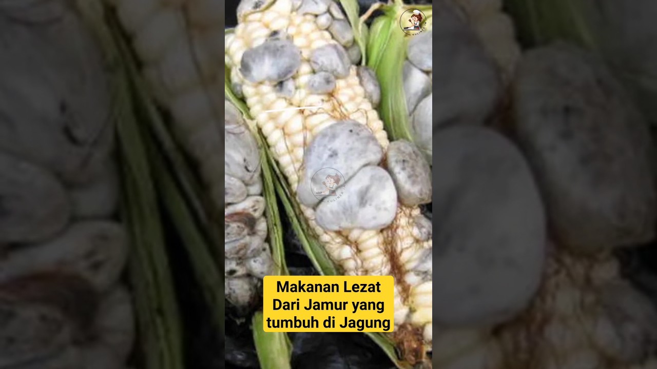 Lezatnya Jamur Yang Tumbuh di Jagung Part 1 #faktamakanan #foodfacts #faktamenarik #faktaunik
