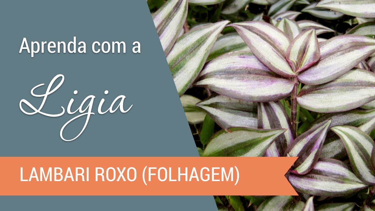 Ligia Franceschi Ensina Como Fazer o Lambari Roxo