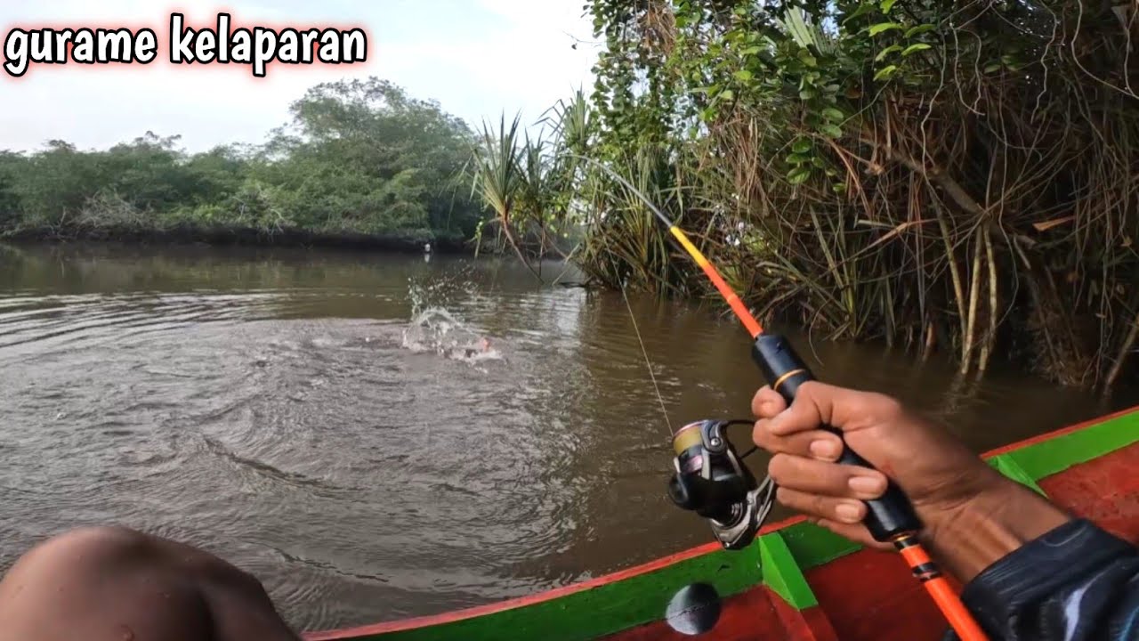 Mancing gurame !! Tak sia² 2 hari menelusuri sungai patin tak sengaja ketemu sarang ikan gurih