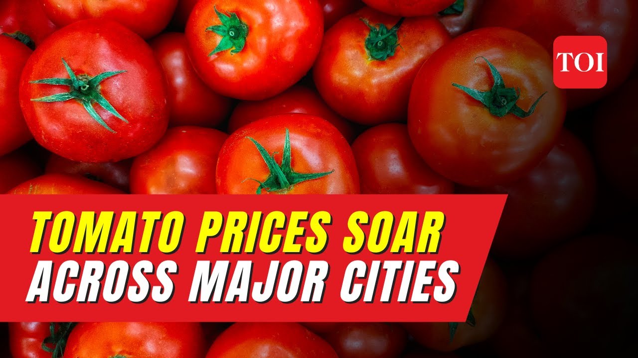 Tomato Price HIKE: Tomato Prices Soar in Major Indian Cities, Consumers Hit Hard