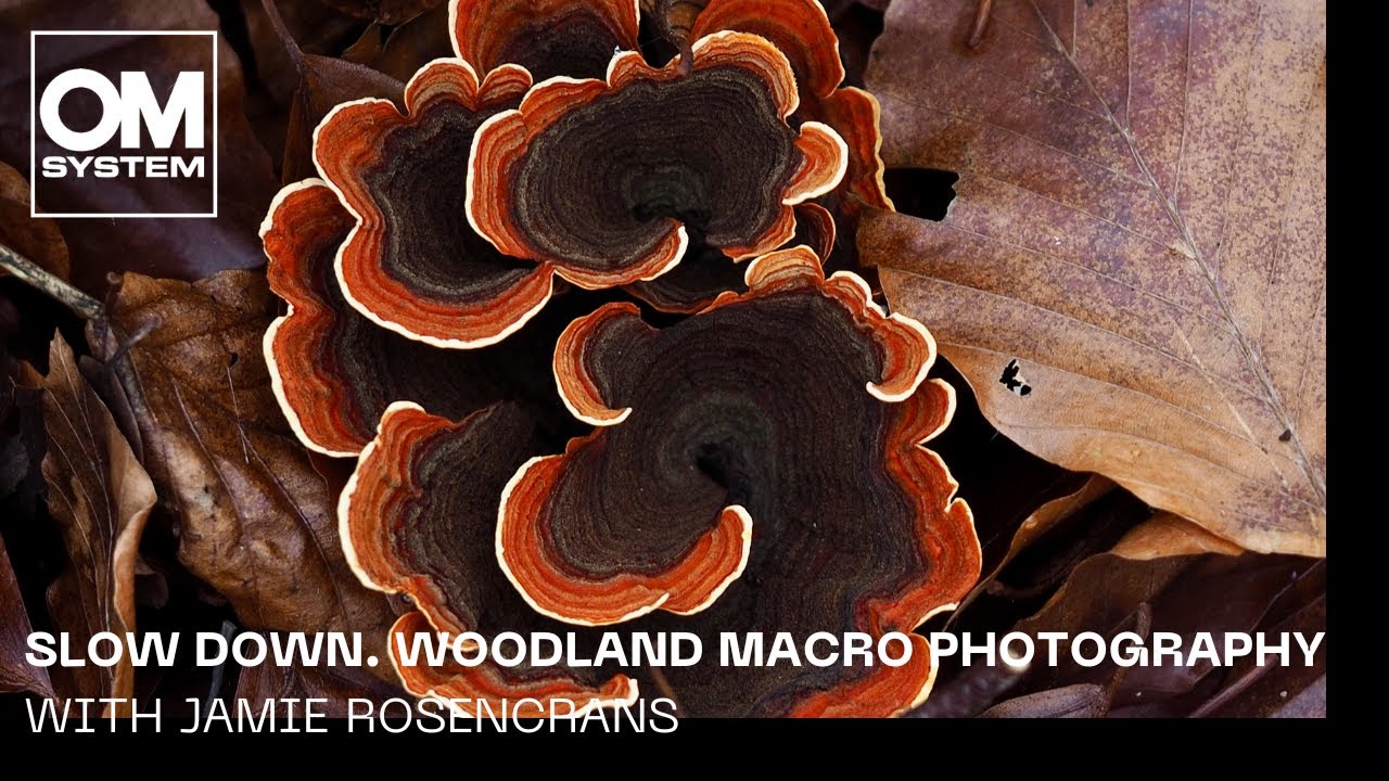 Slow Down. Woodland macro photography. Olympus E-M1 Mark III