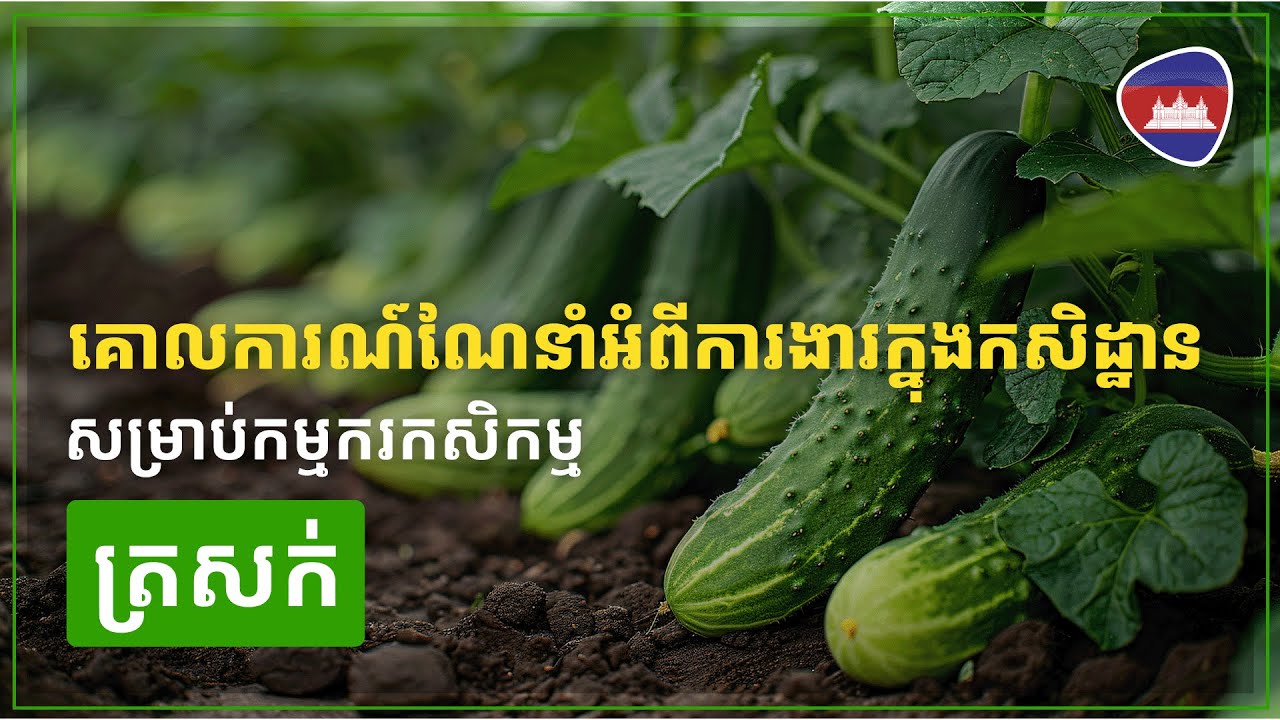 농업 근로자를 위한 농작업 요령 안내 - 오이 គោលការណ៍ណែនាំអំពីការងារក្នុងកសិដ្ឋាន សម្រាប់កម្មករកសិកម្ម - ត្រសក់