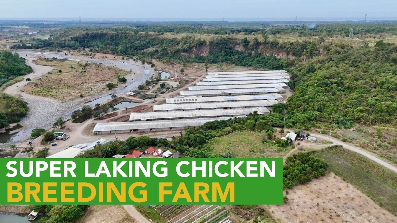 After 1 day Downtime, Pwede na Pumasok sa Chicken Breeding Farm ng BCV Farm