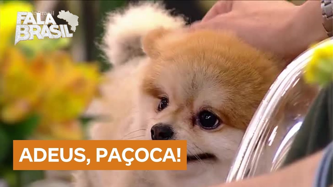 Celso Zucatelli lamenta a morte do c&atilde;o Pa&ccedil;oca em v&iacute;deo emocionante