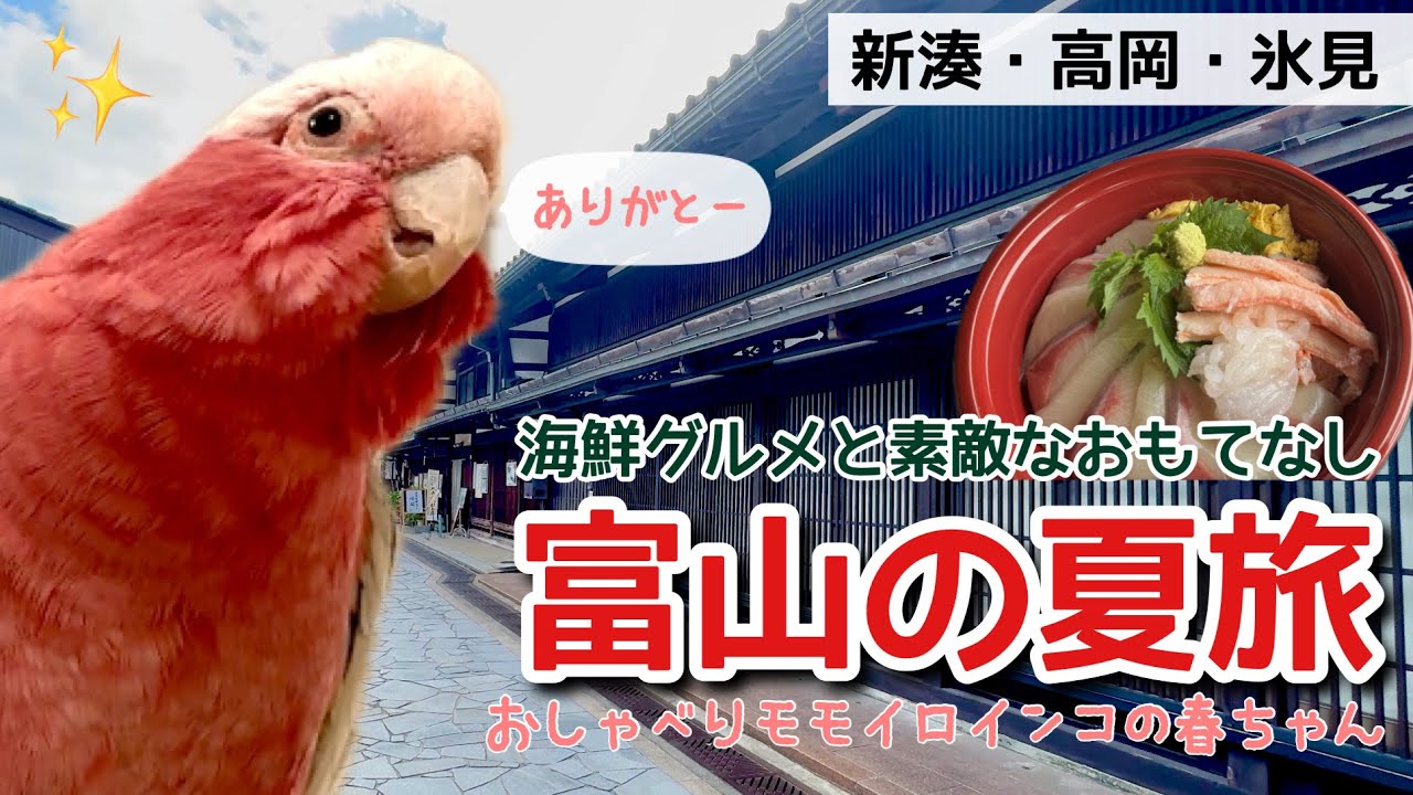 氷見・高岡・新湊！富山で出会った人の温かさと海鮮グルメに感動！【おしゃべりモモイロインコ】