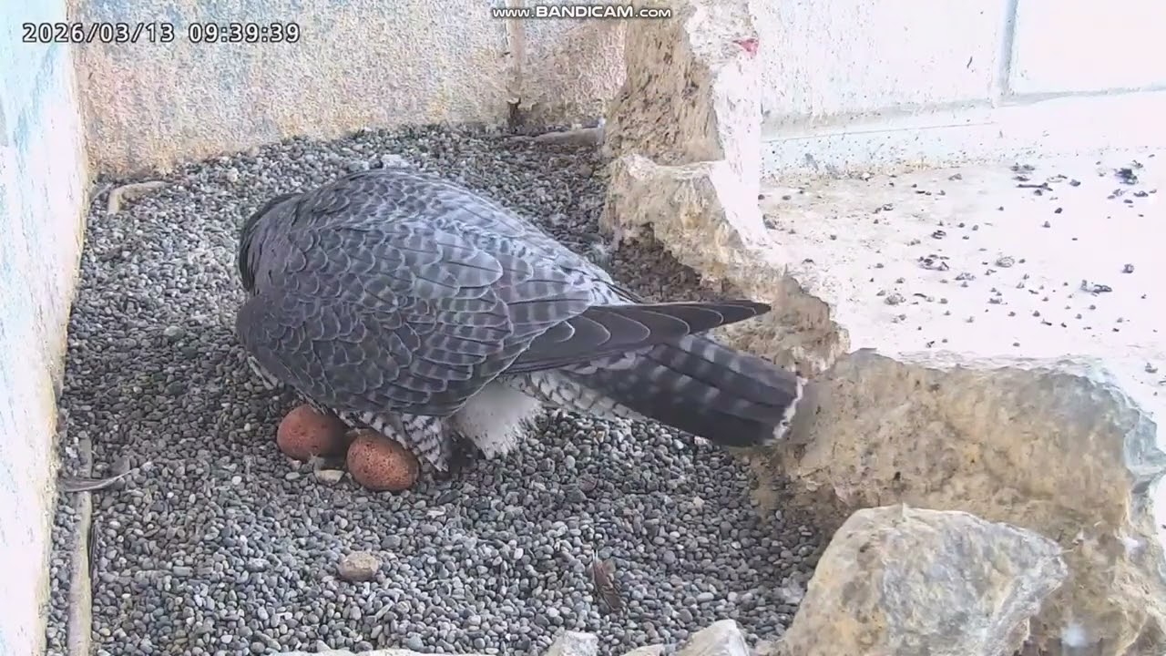 Sokół wędrowny Osaka Japonia - Sara złożyła 3 jajko 🥚🥚🥚2026 03 13