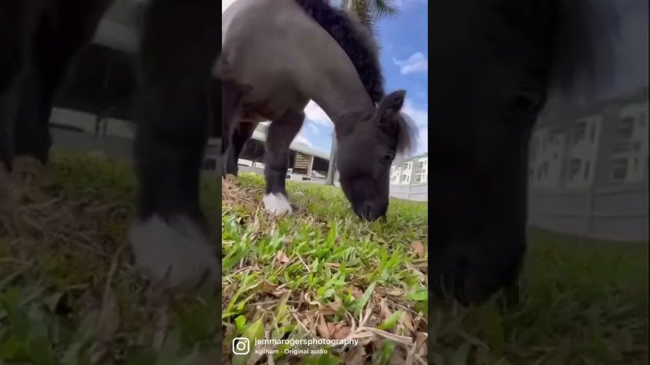 She&rsquo;s cute, she&rsquo;s nice, she&rsquo;s pretty! 😍 Mini pony edition 🐴 #animals #pony #horse #cuteanimals