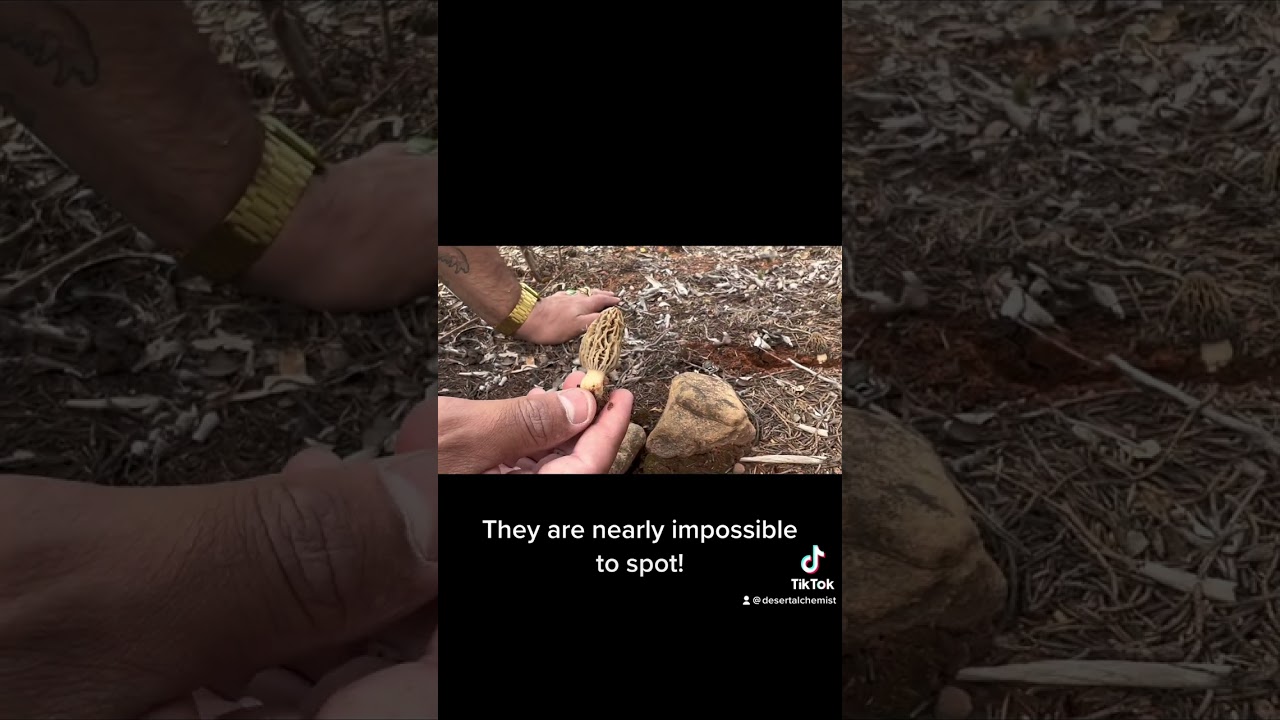 The Mountain Blonde Morel