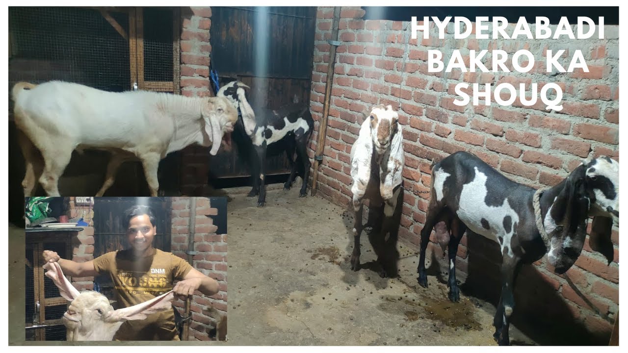 Hyderabadi Bakro Ka Setup Delhi Me | Hyderabadi Bakro Ka Setup |