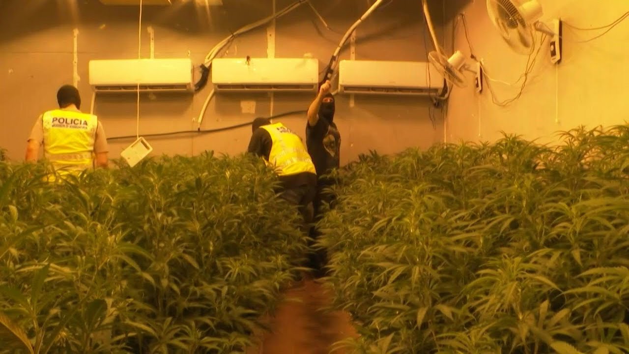 Guns flood Catalonia's cannabis trade | AFP