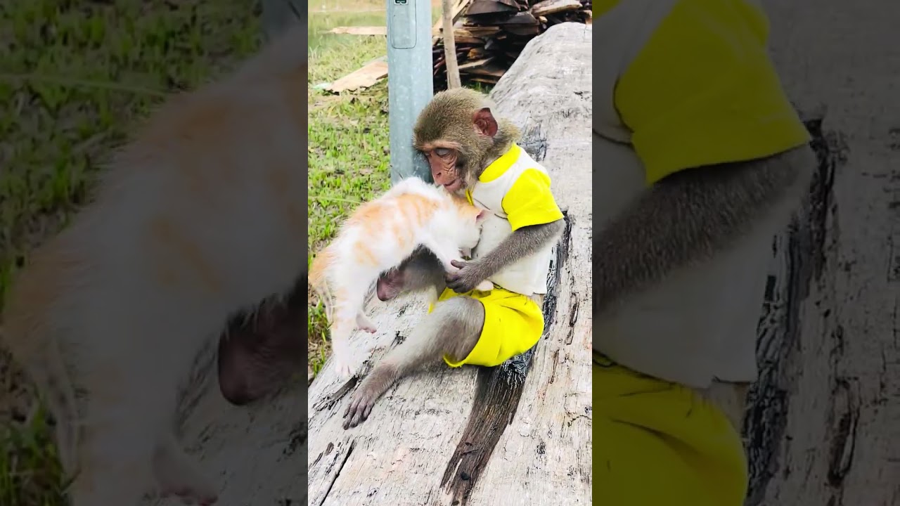 Nhà nuôi các em thú cưng toàn yêu nhau các bác ạ thú cưng yêu thú cưng