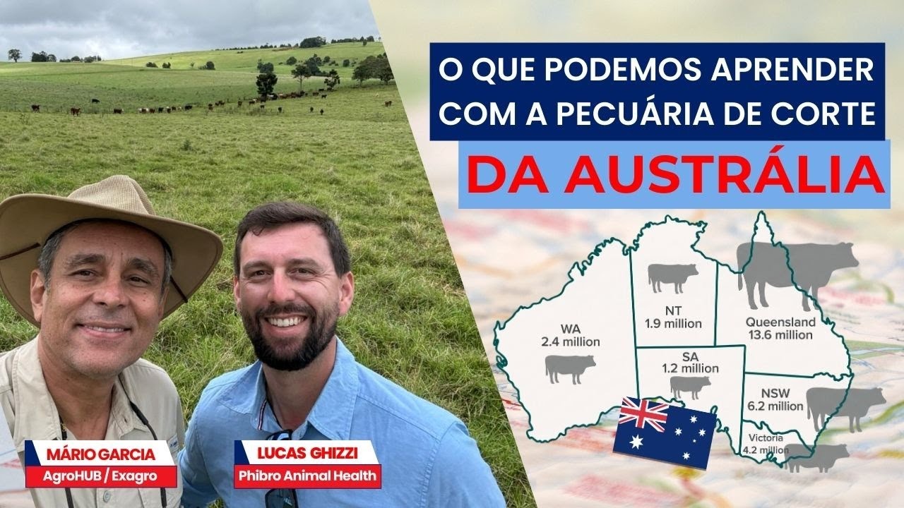 Vídeo #75 - O que podemos aprender com a pecuária de corte da Austrália.