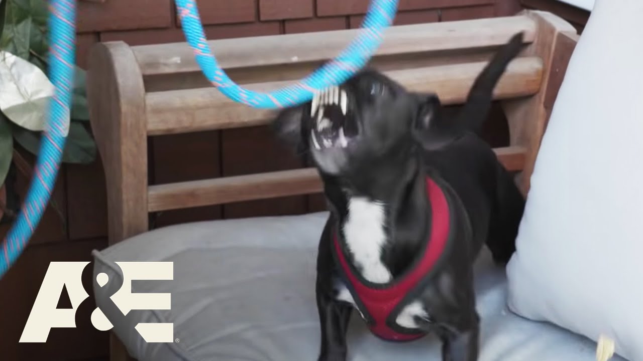 Live Rescue: Aggressive Lost Dog Found & Reunited with Owner (S3) | A&E