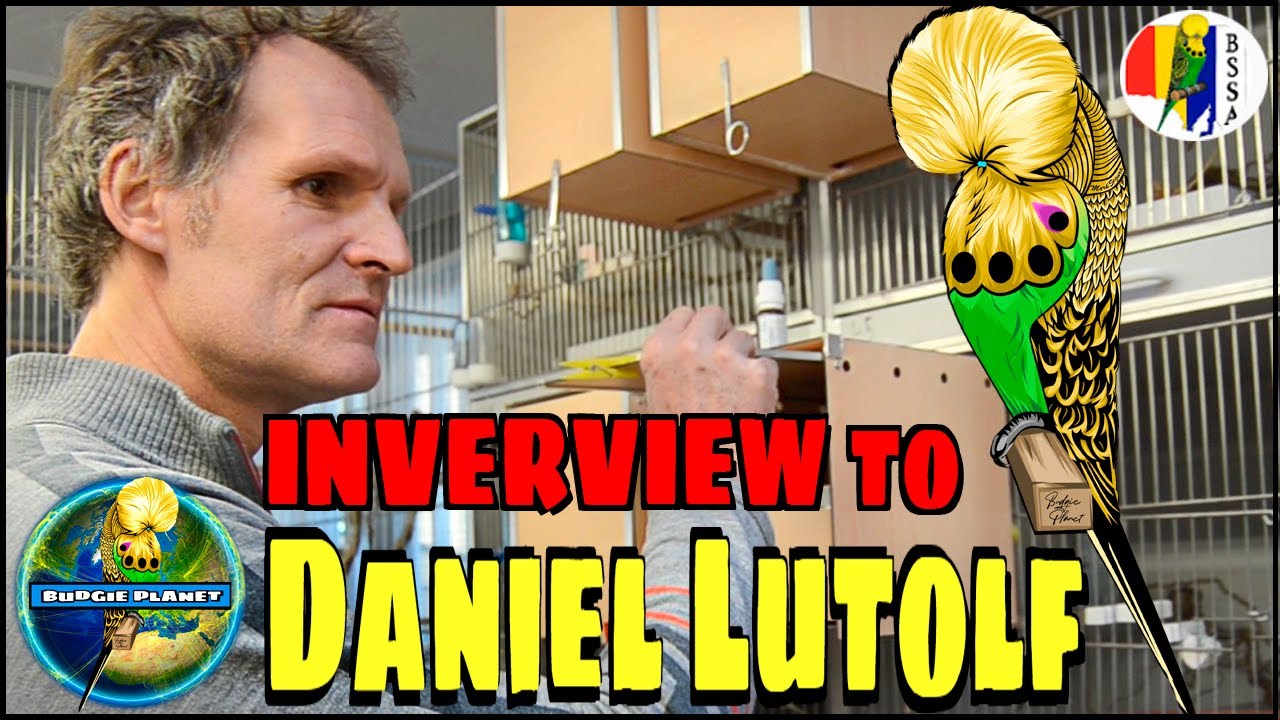 DANIEL LÜTOLF the SHOW BUDGIE breeder interview Budgie Planet |birds budgerigar periquitos perruches