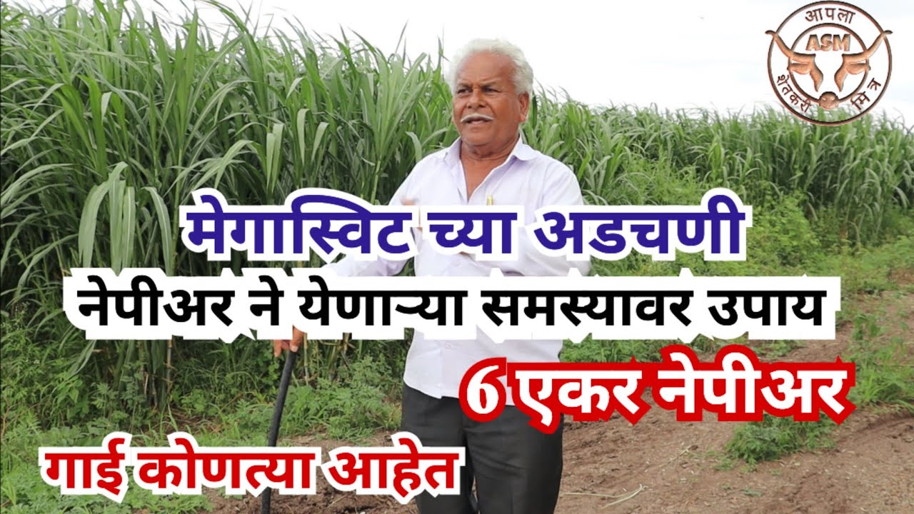संपूर्ण गाई नेपीअर आणि दसरत घासावरती, खुराक स्वतः तयार केला, नेपीअर च्या समस्यावर उपाय
