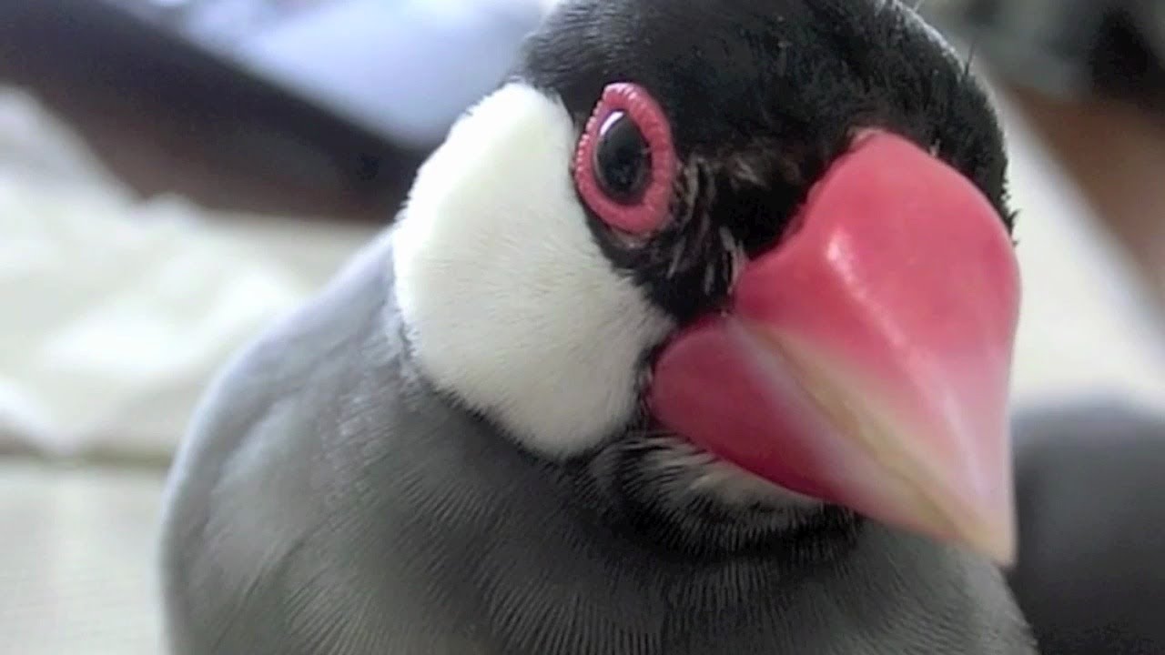 桜文鳥ほーちゃん「ポピ、ポピポピチョ」 さえずり詰め合せセット 文鳥動画 Java Sparrow movie