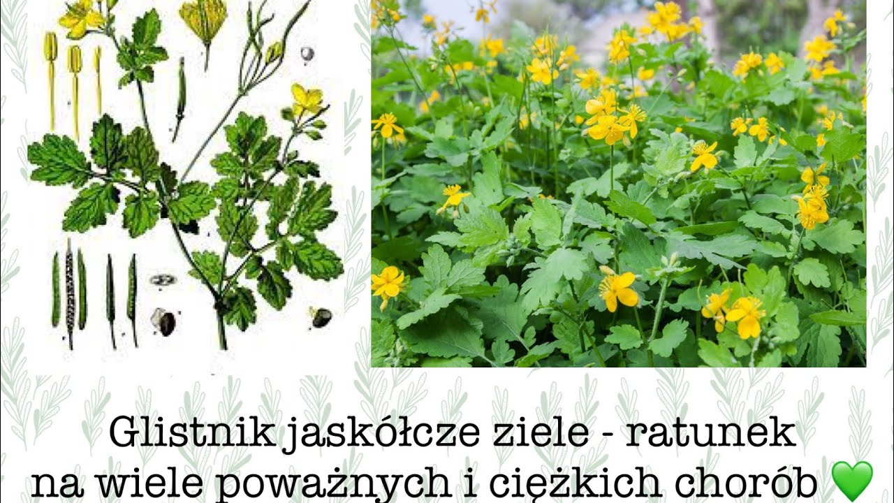 Glistnik jask&oacute;łcze ziele - lekarstwo na wiele chor&oacute;b, a nie tylko pochodne opium. 😜💚