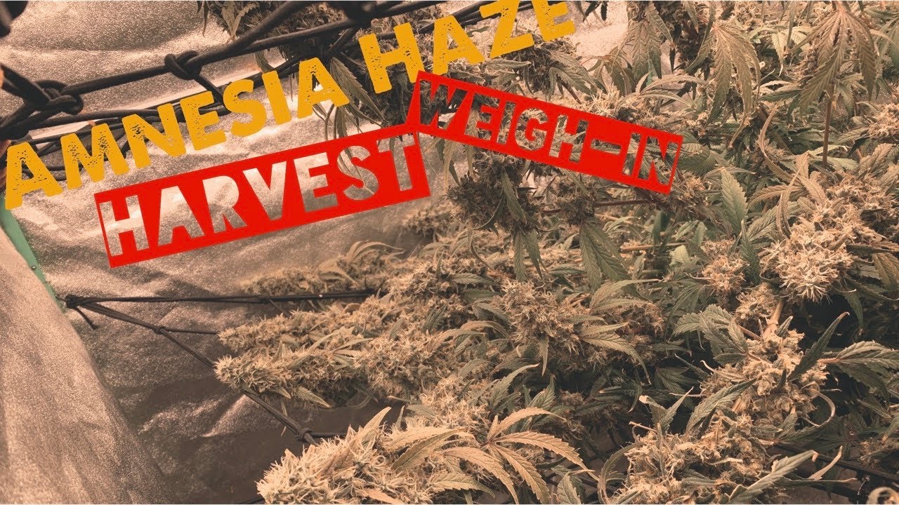 Update 1.7: Amnesia Haze harvest and weight in, Runtz Muffin first week of Flower