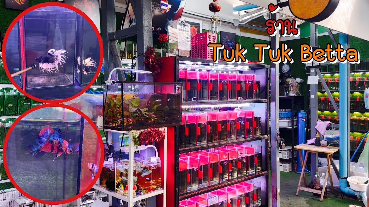 Zing’s Day l ร้านปลากัด Tuk Tuk Betta ตลาดปลาจตุจักร