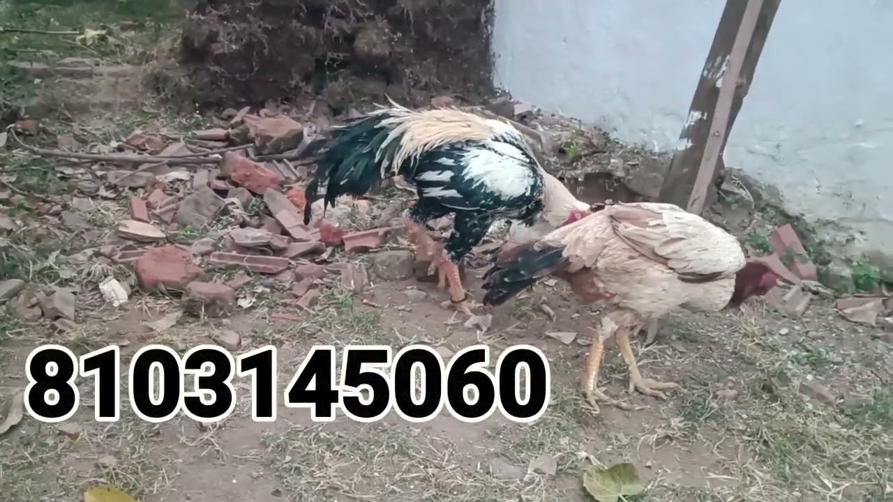 Aseel PARROT BEAK LONG TAIL MALE 1YEAR OLD For sale 8103145060 MADHYA PRADESH chhindwara