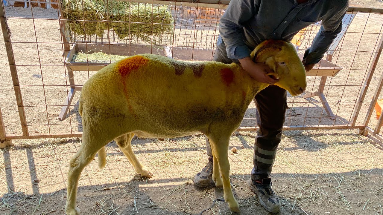 Kurban fiyatları.. Tosun gibi koçlar Bursa emek kurban pazarı