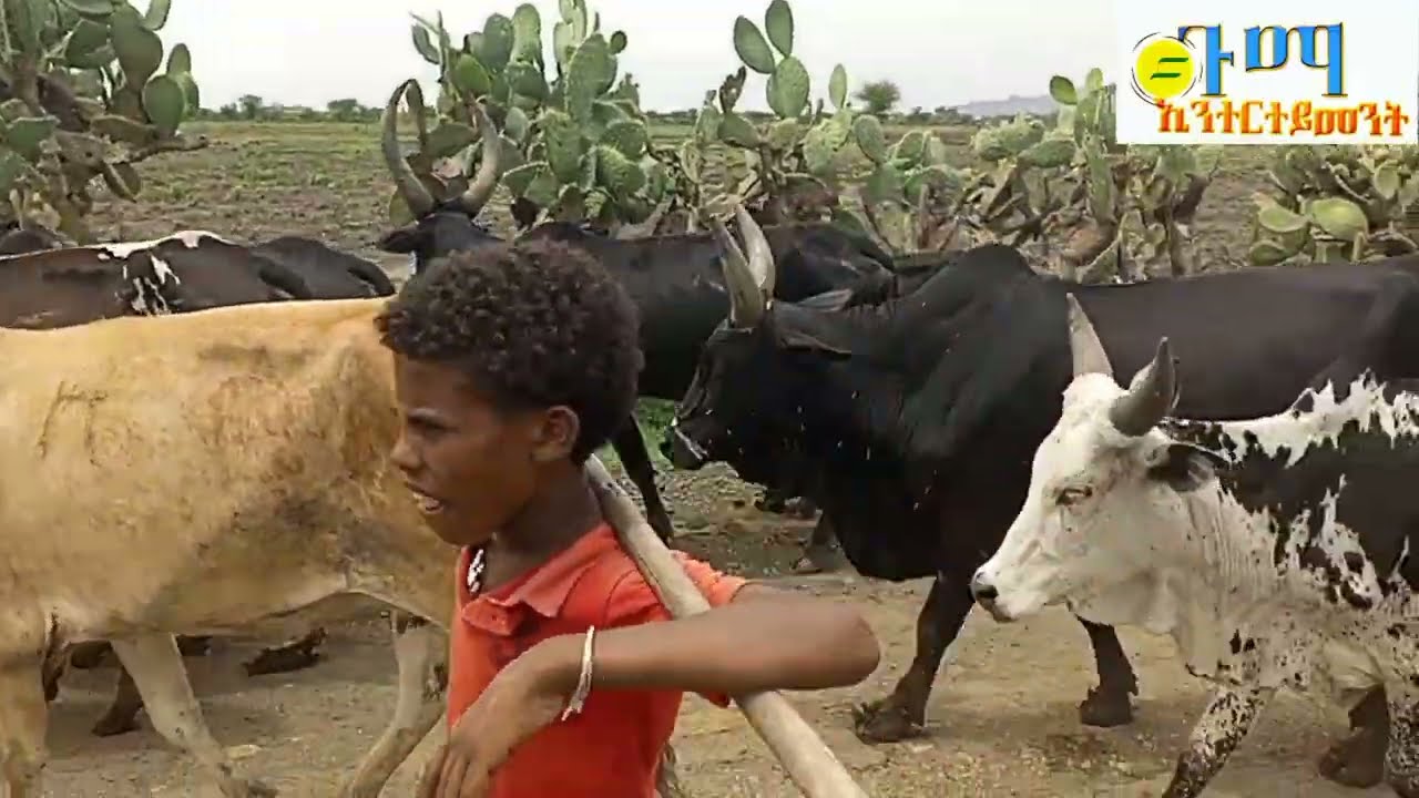 #ፋኖ ብርሃኑ (ዋርዕለ) ናብቖልዓኡ ጉማየ መኾኒ ዓድኺ ጎጓ መይራምየ 2016 ዓ/ም