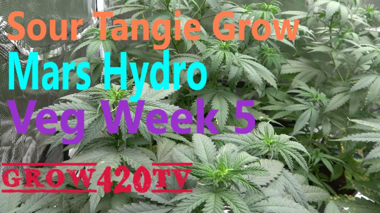 Sour Tangie Grow with Mars Hydro -Week 5 of veg.