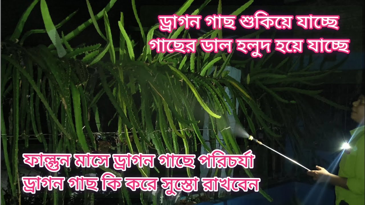ড্রাগন গাছ শুকিয়ে যাচ্ছে ।। ফাল্গুন মাসে ড্রাগন গাছের পরিচর্যা ? 