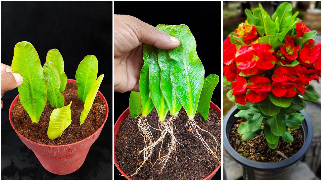 How to Grow Crown of Thorns Plant (Fast and Easy)/ Easiest Euphorbia Millii Propagation