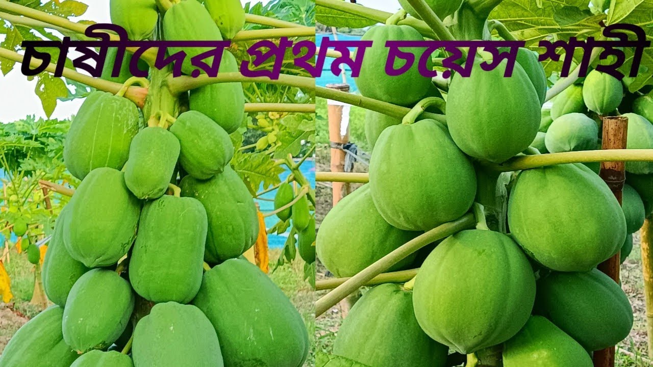 চাষীদের প্রথম চয়েস শাহী।#video #farming #papaya 