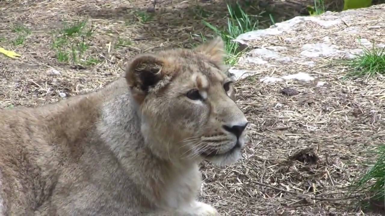 Zoo Mulhouse (HD Video)