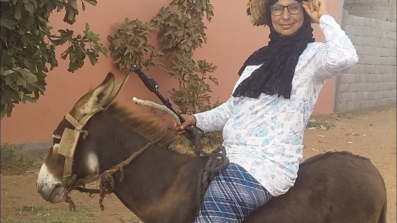 روتيني اليومي انا كندرب في هاد الحمار شوفوني واش نجحت ولالا وتفرجو حتا اخر عاد حكمو🐎