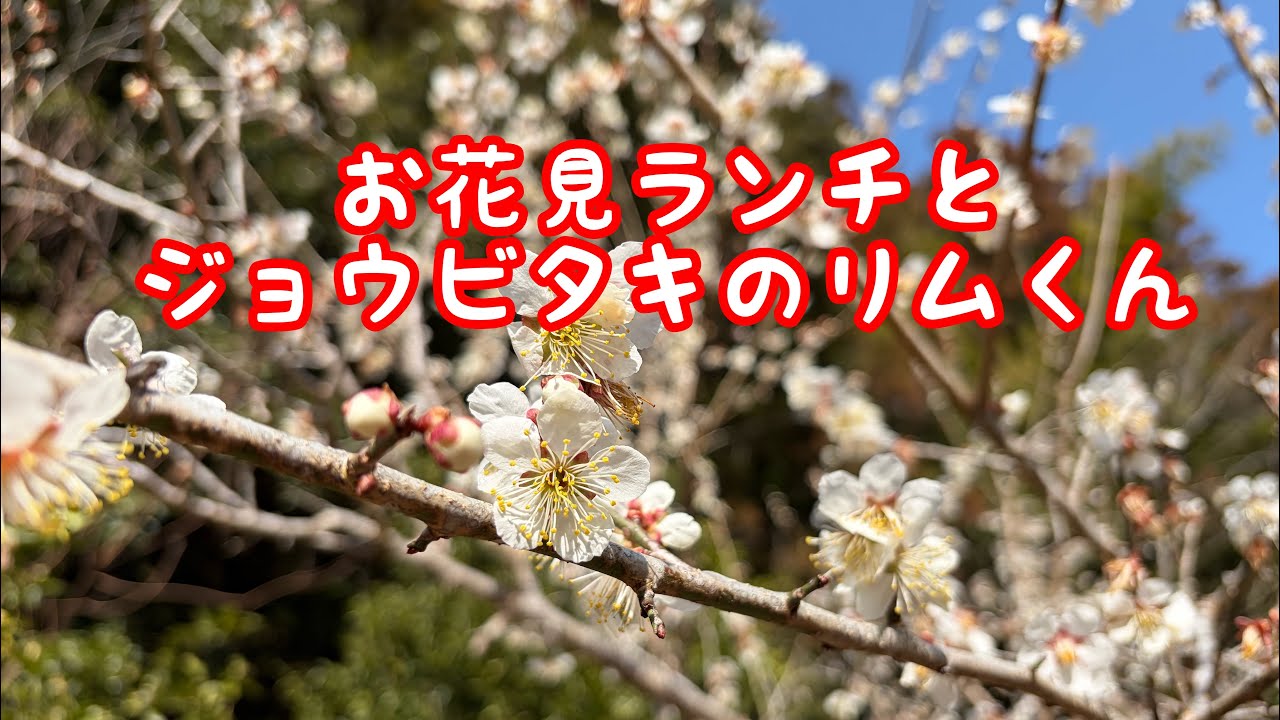 お花見ランチとジョウビタキのリムくん