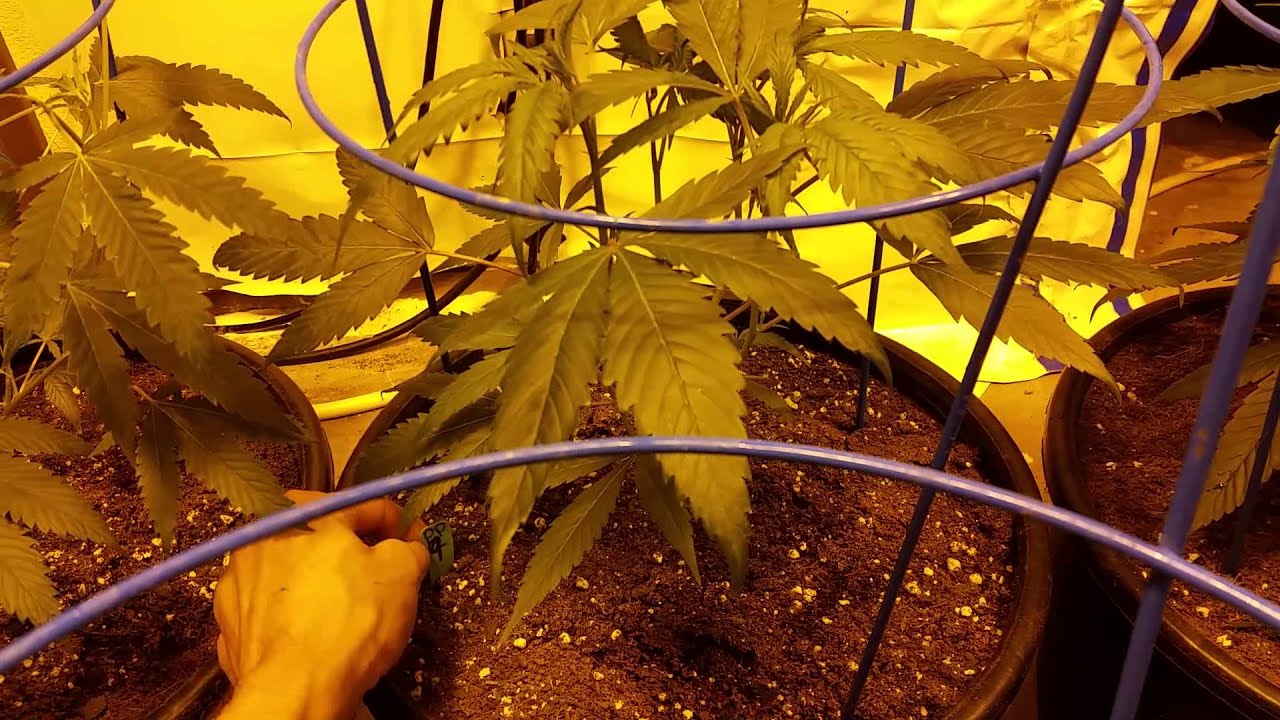 2400 watt Multi Strain Day 7 of Veg