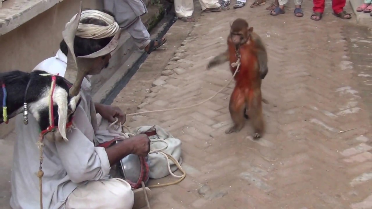 Pakistani street circus  Funny video| funny clips| Desi Pakistani madari  punjabi part 2