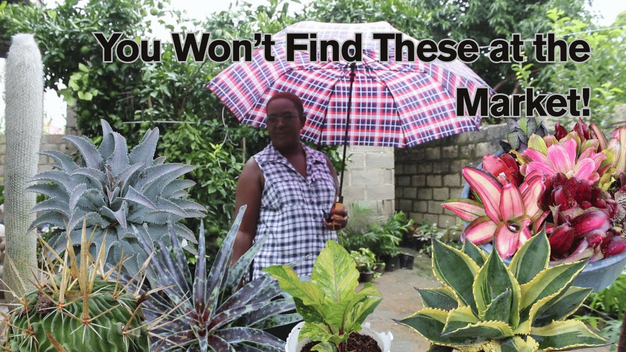 Exploring a Rare Plant Collection in Lusaka! 🌿✨