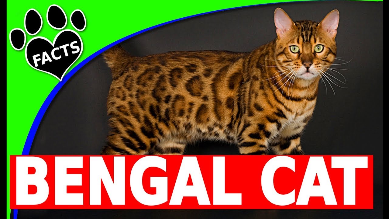 Bengal Cats 101 - Bengal Cat Facts and Information