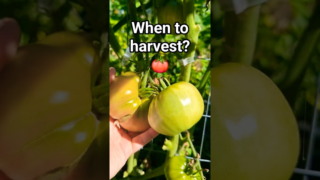 How to Tell When a Tomato Is Actually Ready to Pick 🍅  (Most Get This Wrong!) #shorts
