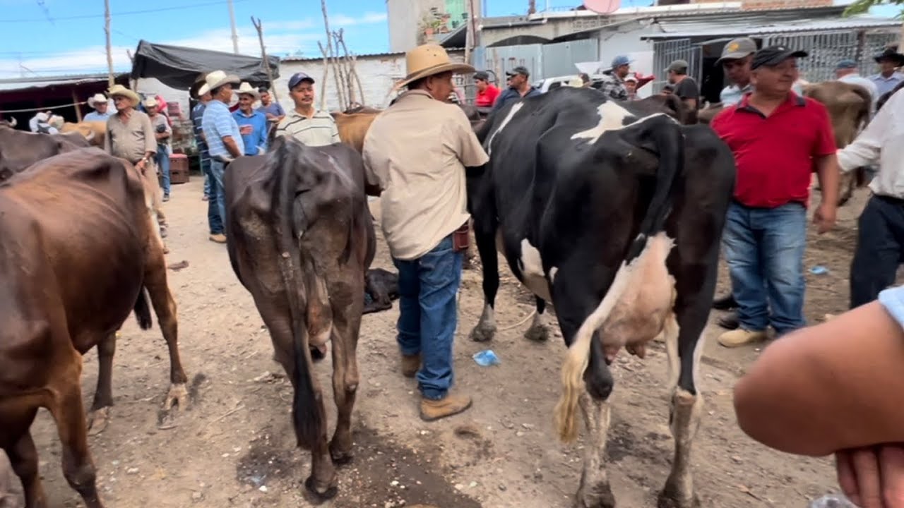 Tiangue san Rafael cedros mira las vacas lecheras