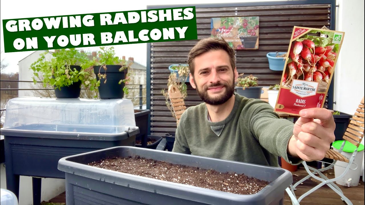Growing Food : Radishes on your Balcony