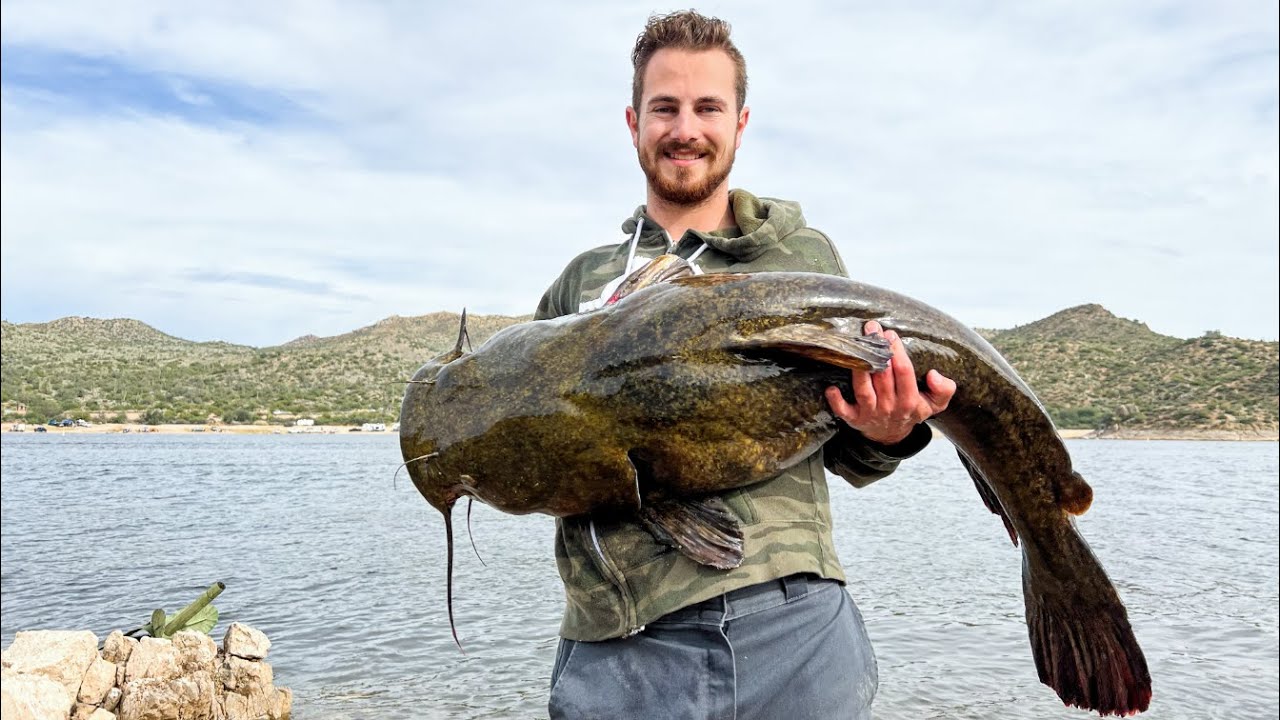 Using BIG Bait for BIG Catfish (Arizona Flathead Fishing)