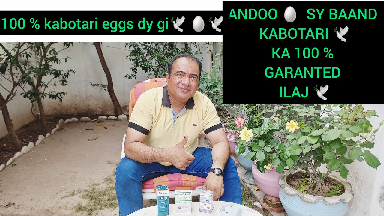 ANDOO 🥚 SY BAAND KABOTARI KA ILAG | GARANTED 100% ANDY DY GI 🥚| PIGEON MEDICATION | SHAHZAD QURESHI