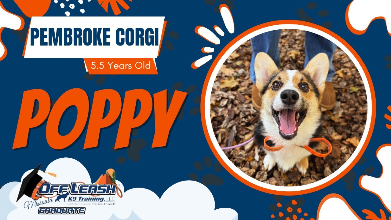 Poppy - 5.5 Year Old Pembroke Corgi | Best of Missoula Dog Trainers | Off Leash K9 Training Missoula