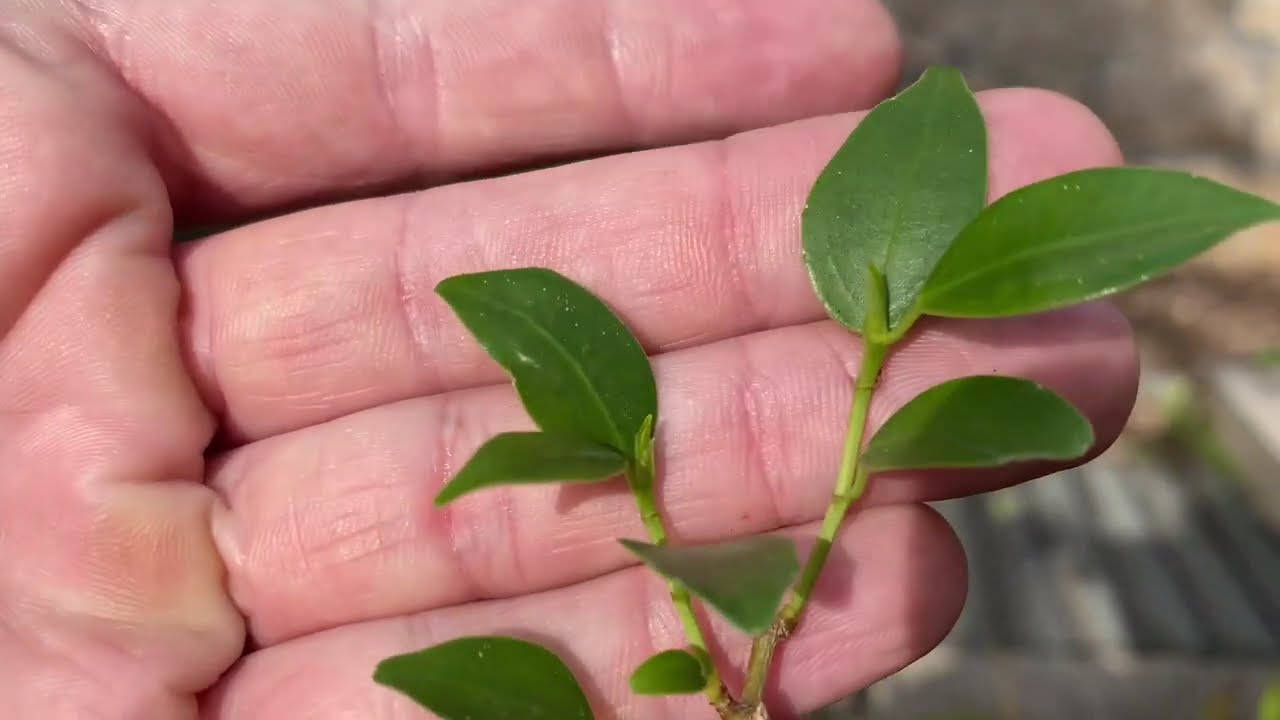 Ficus Microcarpa #9 - Seven Months of Pruning and a Late Summer Repot - June 2024 to February 2025