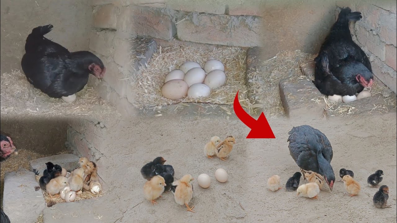 Hen Hatching 7 Eggs Naturally | Complete Incubation & Baby Chicks Out