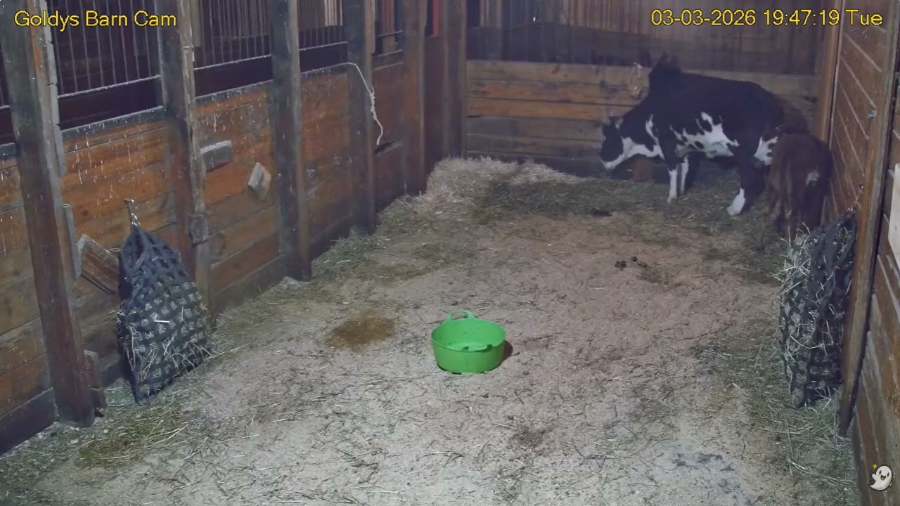 Goldy's  Barn Rescues 604pm to 10pm;Elvis Gemmie  ;Sally Chickens back 332026