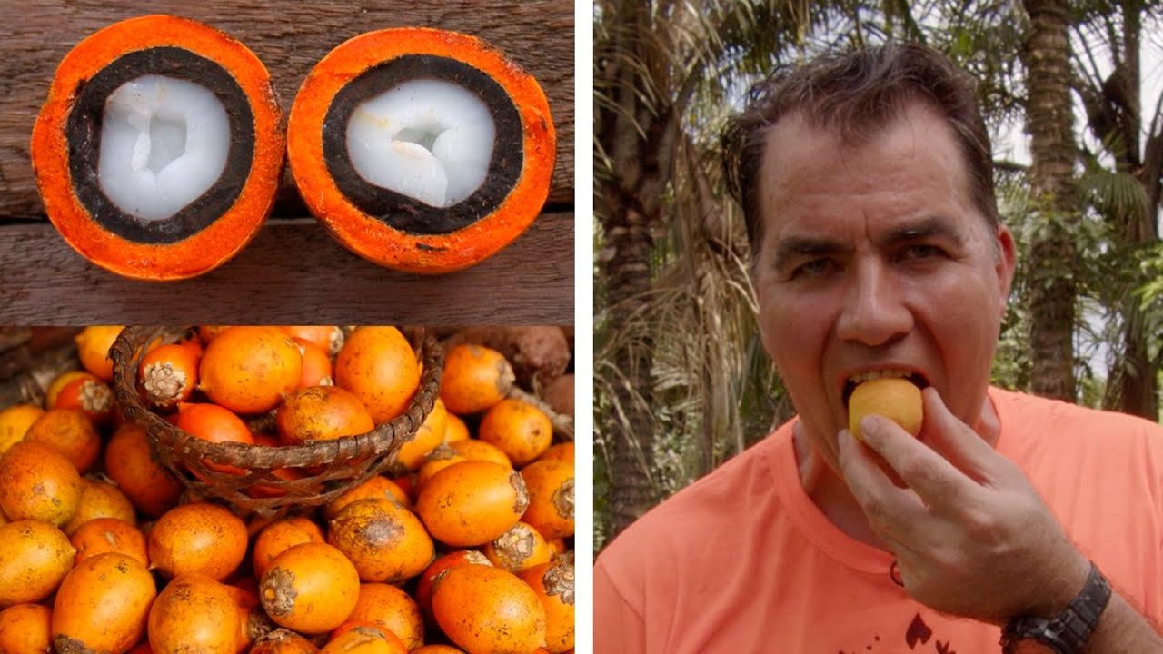 CONHEÇA O TUCUMÃ, O ROSTO DE MANAUS! - SÍTIO PANC
